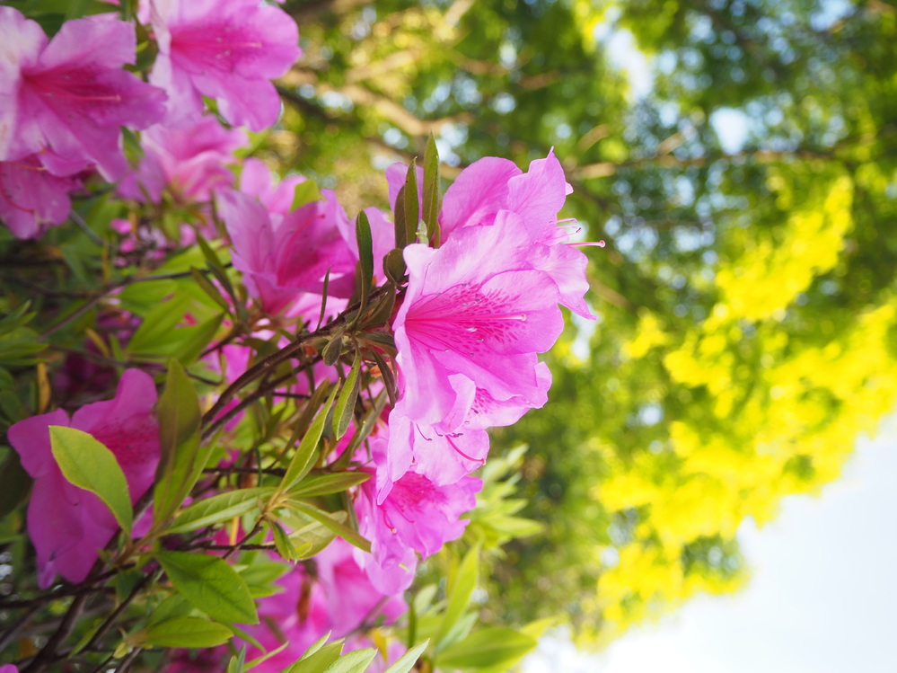 さつきとつつじの見分け方がわかりません 写真の花はさつきでしょうか Yahoo 知恵袋