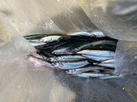 東京湾でとれた魚が江戸前の魚とか言って高級魚扱いされていますが それらの魚 Yahoo 知恵袋