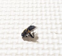 家にこの虫が飛んでました この虫は何ですか ハエ用の殺虫剤で簡単に死んだの Yahoo 知恵袋