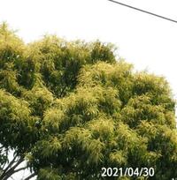 ツブラジイですか 岐阜県米田白山で 撮影 ス Yahoo 知恵袋