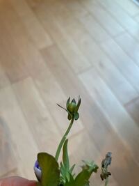 いつもお世話になります ビオラの切り戻しについて質問なので Yahoo 知恵袋