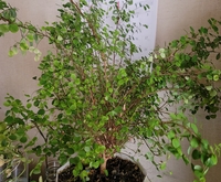 この観葉植物がなんという名前か忘れてしまいました いい感じに育て Yahoo 知恵袋