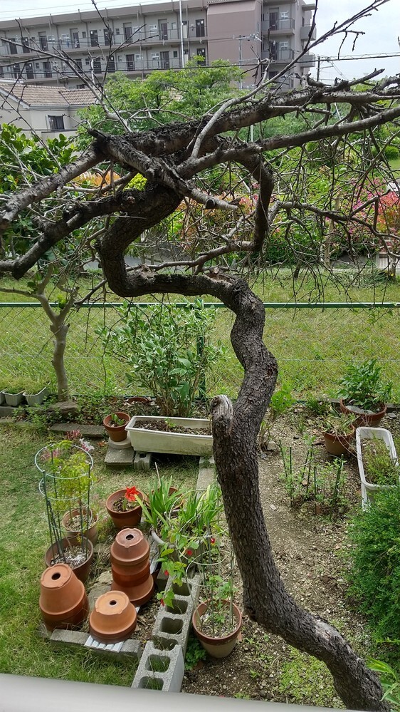 実家の花桃(樹齢30～40年)がついに枯れてしまい、下から新しい葉らしきも... - Yahoo!知恵袋