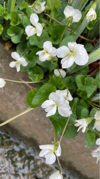 この花は何という名前の花ですか ニオイスミレの白花はどうで Yahoo 知恵袋