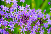 この花の名前を教えてください 鎌倉浄智寺の庭園脇にひっそりと咲いていたのを Yahoo 知恵袋