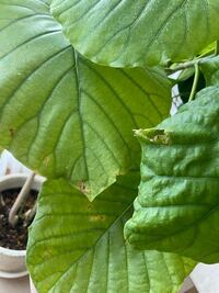 観葉植物のフィカスウンベラータを5年ぐらい育てています 所々の葉っぱ Yahoo 知恵袋
