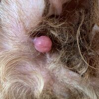 犬のイボについて 獣医さんや詳しい方 教えて下さい もうすぐ Yahoo 知恵袋