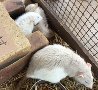 ネズミの種類の名前 ご存知の方教えてください 熊本の阿蘇ミルク牧場で撮った Yahoo 知恵袋