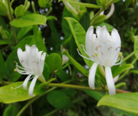 蔓性植物に綺麗な白い花が咲きました ソケイではないようです Yahoo 知恵袋