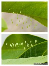 S ミカンの葉の裏にぶら下がっているのは 何か昆虫の卵でし Yahoo 知恵袋