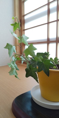 初心者です観葉植物ヘデラ ピッツバーグ を初めて育てていますが写真のように Yahoo 知恵袋