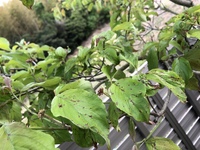 ハナミズキの葉に赤い斑点みたいなものがあります 対応策をご存知の Yahoo 知恵袋