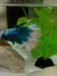 ベタについて教えてください ベタの尾びれがピンクになってし Yahoo 知恵袋