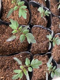 種から育てたミニトマトの苗です 本日 5月5日 種まき時期が少 Yahoo 知恵袋
