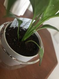 百均の小さな観葉植物の土の入った黒いビニールカップ って取り除く Yahoo 知恵袋