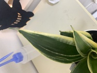 サンスベリアを育てているのですが葉が枯れたり 先がこのようになっ Yahoo 知恵袋