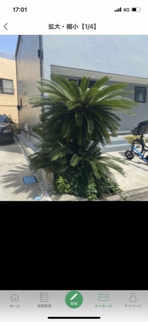 今回180cm高のソテツを地植えの状態から引き抜く必要があるのですが