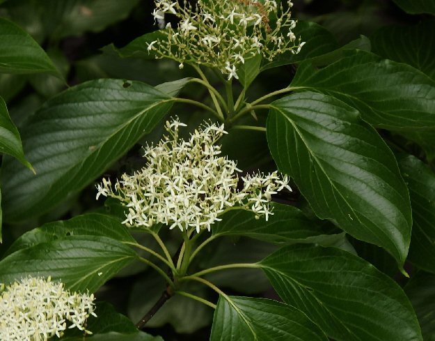 この花は何でしょうか 花が センニンソウ ボタンヅル に似ていますが葉の Yahoo 知恵袋