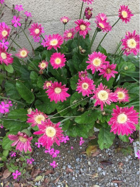 この花はガーベラでしょうか 教えて下さい 宿根ガーベラ ガ Yahoo 知恵袋