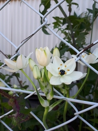 散歩中に見つけました これは何という花でしょうか ご存知の方 ご教示くださ Yahoo 知恵袋