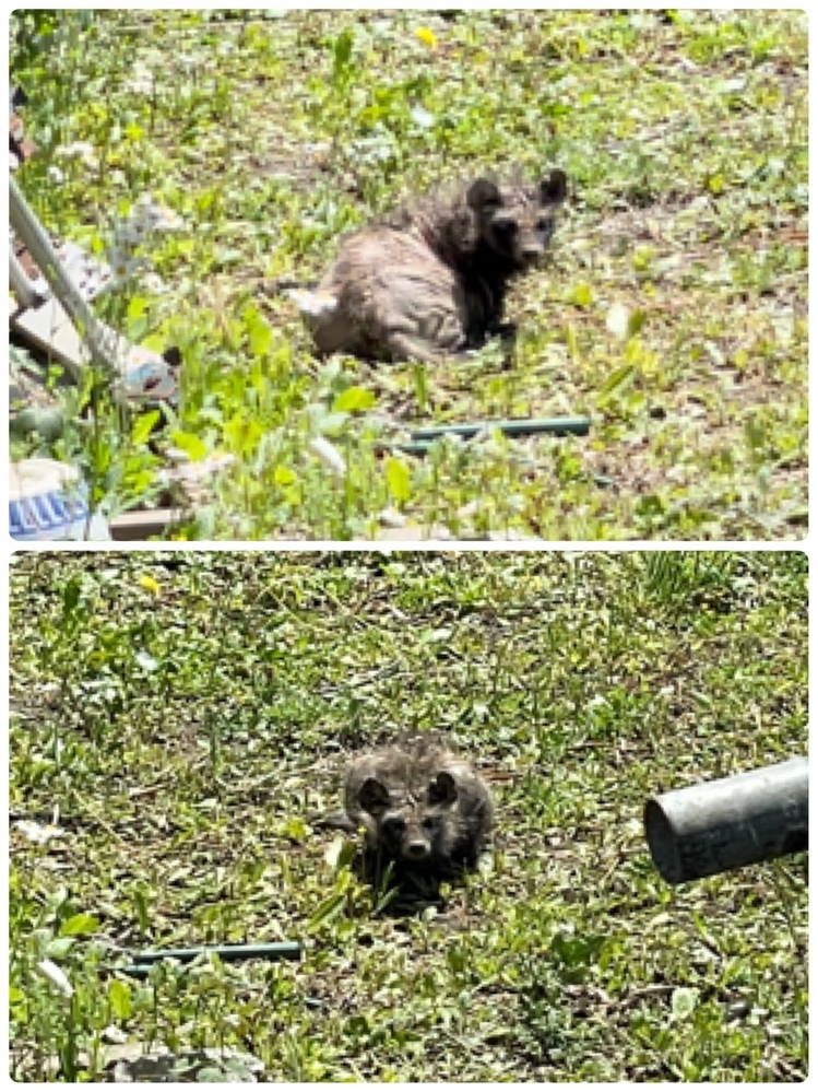 犬の雑種とmixの違いを教えてください オシャレにmixと呼ぶだ Yahoo 知恵袋