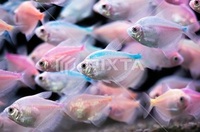 熱帯魚のカラーブラックテトラを10匹飼っています 結構 気性が荒いです 他 Yahoo 知恵袋