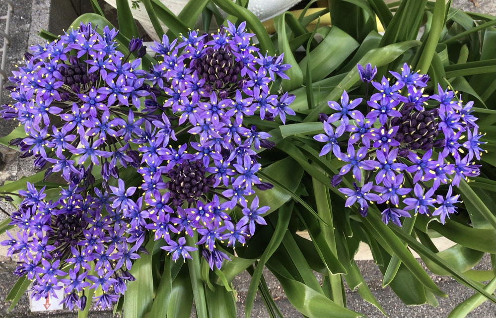 この紫色の花の名前を教えてください 開花時期 3月 6月上旬植え付け Yahoo 知恵袋