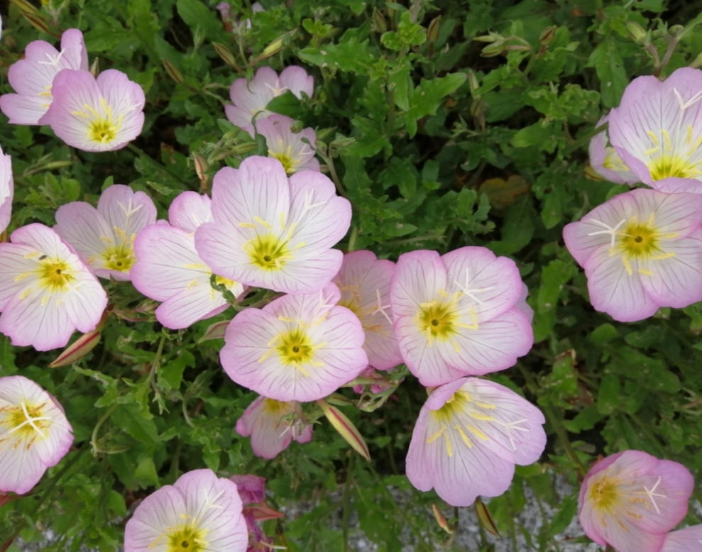 道端の植込みにピンクの可愛い花が咲いています 花の径は4c Yahoo 知恵袋