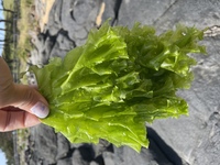 海にうち上がっていました この海藻は食べられますか ウスバ Yahoo 知恵袋