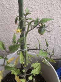 トマトを植えたのですが 写真のような状態になっています 伸びる次の葉が出て Yahoo 知恵袋