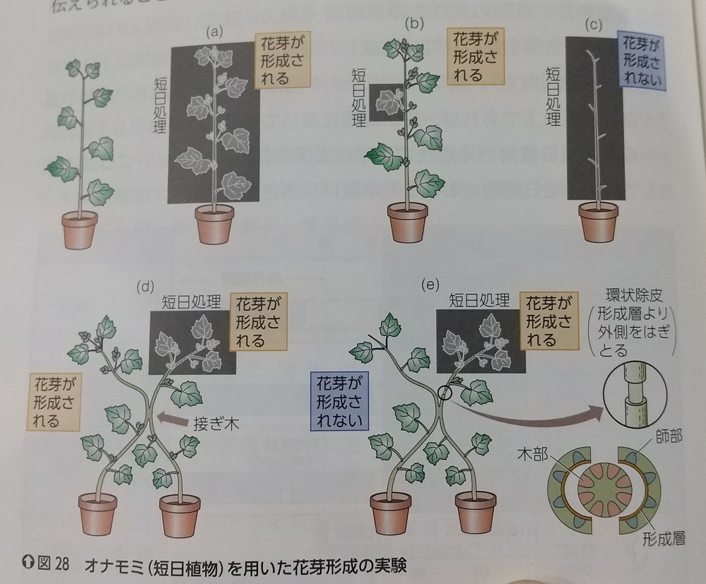 花芽形成対照実験のところです 接ぎ木をするところのことです 他の Yahoo 知恵袋