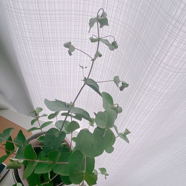 1週間ほど前に買ったユーカリがしおれてきてしまいました 室 Yahoo 知恵袋