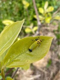 果樹につく害虫について 柿の木の葉に止まっていたのですが この虫の名前 Yahoo 知恵袋