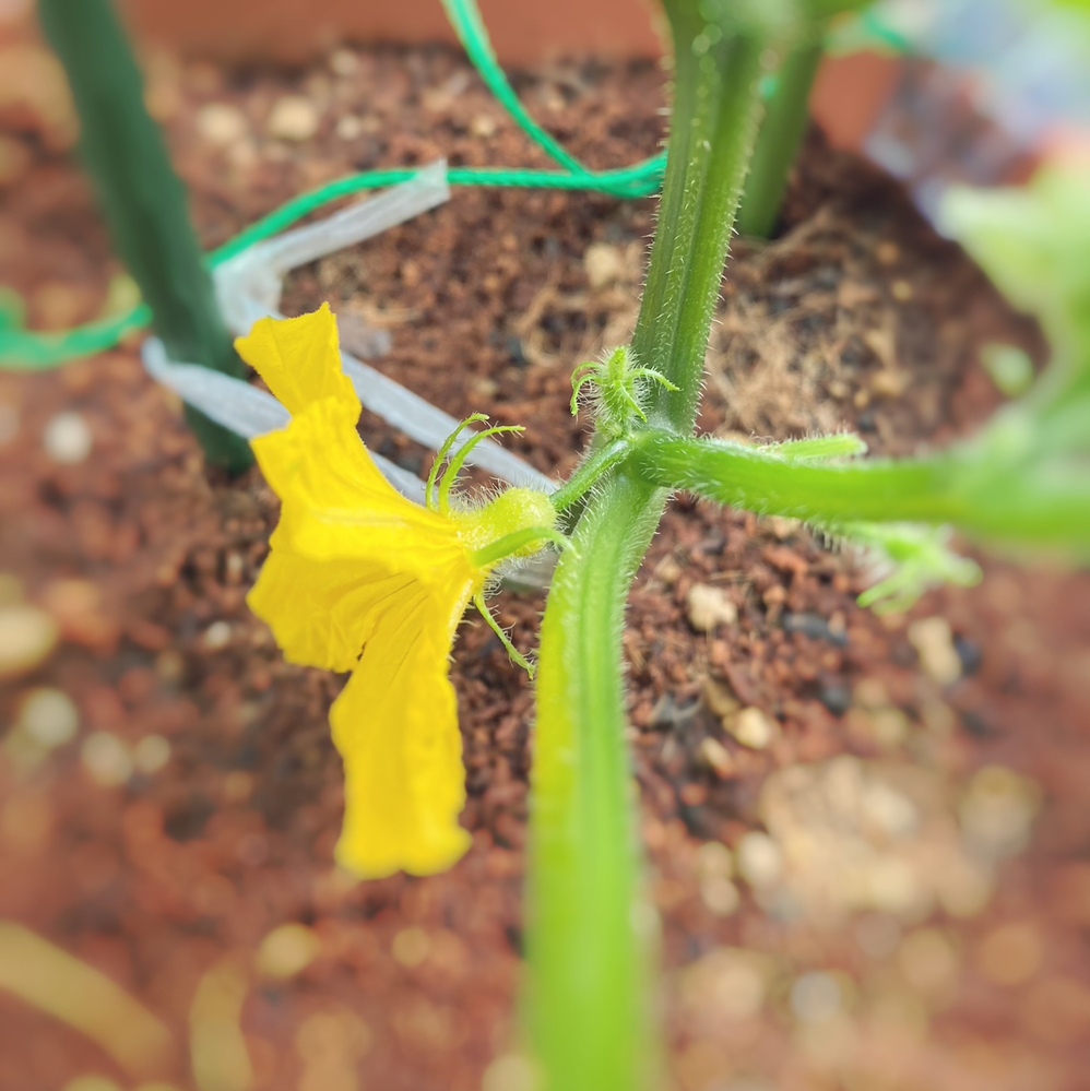 きゅうりの雌花 雄花について 画像検索してもいまいちわからないので教えてほ Yahoo 知恵袋