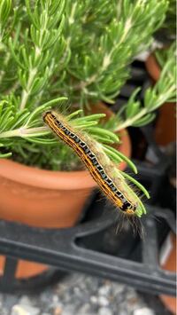 成長して木質化したローズマリーを剪定して 新たに増やしたいのですが ど Yahoo 知恵袋