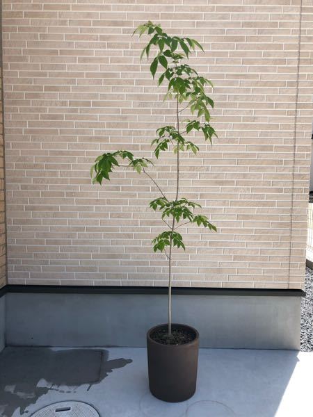 アオダモの幼木を買って鉢植えで育てています 昨年の12月頃 Yahoo 知恵袋