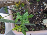 購入したレモンの苗木の根元から 別の芽が出てかなり伸びてきてし Yahoo 知恵袋