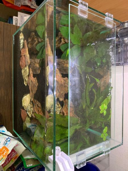 アクアリウム すべての質問 Yahoo 知恵袋