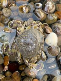 釣りにいったのですが こんな蟹が釣れました たべられるのでしょう Yahoo 知恵袋