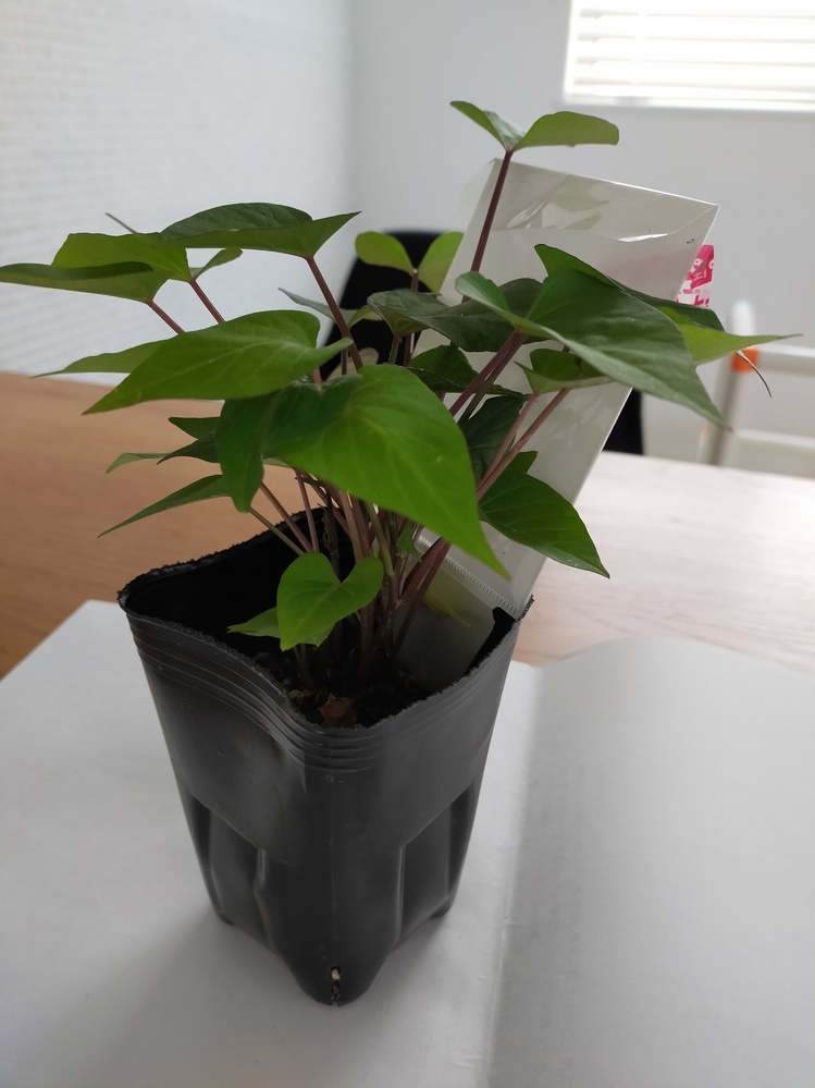 さつまいも 紅はるか のポット苗を買いましたが これは草丈が25 Yahoo 知恵袋