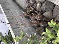 ブルーベリーの相性について チャンドラー ハーバート パトリオ Yahoo 知恵袋