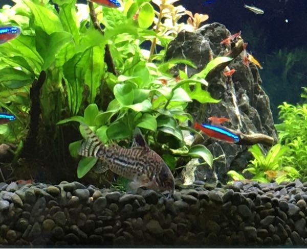 コリドラスに詳しい方 見にくい写真ですみません このこは コ Yahoo 知恵袋