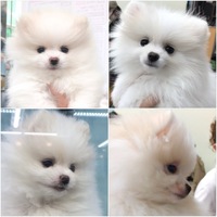 生後2ヶ月のポメラニアン 体重1 8kgは太り過ぎでしょうか 痩せ過ぎ Yahoo 知恵袋