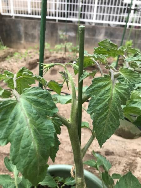 桃太郎トマトを育てていますがてっぺんが二股になって一本軸にならなくなりまし Yahoo 知恵袋