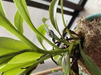 ウツボカズラの新芽が黒く変色してしまいました 1週間ほど前に土から水苔に植 Yahoo 知恵袋