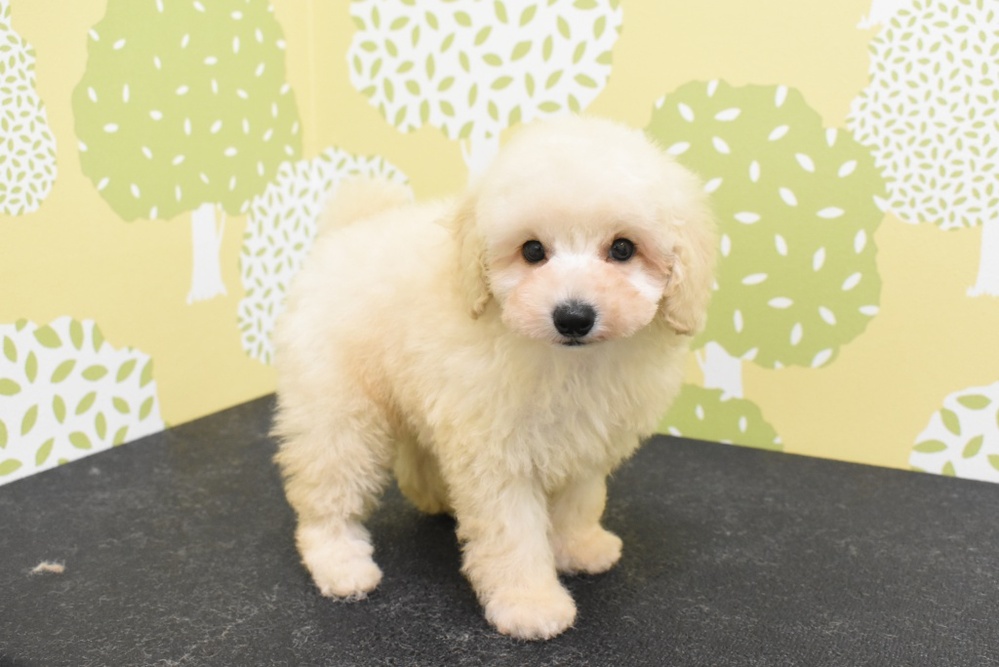 トイプードルの名前について決めかねています これまで飼ってきた子 Yahoo 知恵袋