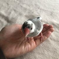 4歳の文鳥のくちばしに白いカサブタのようなものが所々あります 確認 Yahoo 知恵袋