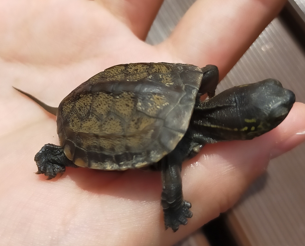 子亀を保護していますが エサを全く食べず心配です