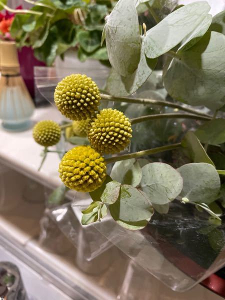 この丸い実 花 種 この植物の名前を教えてください クラス Yahoo 知恵袋