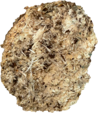 5月5日からオオクワガタの産卵セットを組んでいます さきほど Yahoo 知恵袋